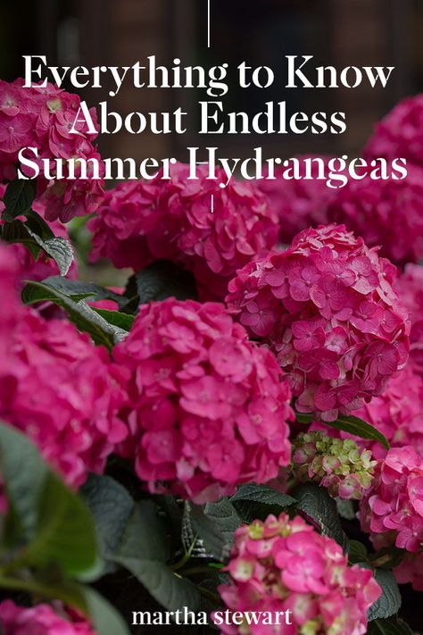 Hydrangeas For Full Sun, Best Hydrangeas For Shade, How To Deadhead Hydrangeas, Why Hydrangeas Don't Bloom, Bono Hydrangea, Endless Summer Hydrangea Landscaping, Hydrangea Endless Summer, Hydrangea Care Pruning, When To Plant Hydrangeas In Ground