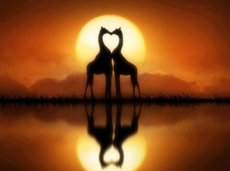 Giraffe love <3 Heart In Nature, Be Love, Livingstone, Sunset Beach, Giraffes, Zambia, Animals Friends, Beautiful Creatures, Animal Kingdom