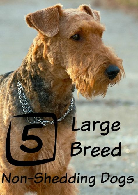 5 Large Dog Breeds That Don’t Shed Dogs Hypoallergenic, Best Large Dog Breeds, Dog Breeds That Dont Shed, Family Dogs Breeds, Non Shedding Dogs, Hypoallergenic Dog Breed, Dog Breeds Medium, Hypoallergenic Dogs, Best Dog Breeds