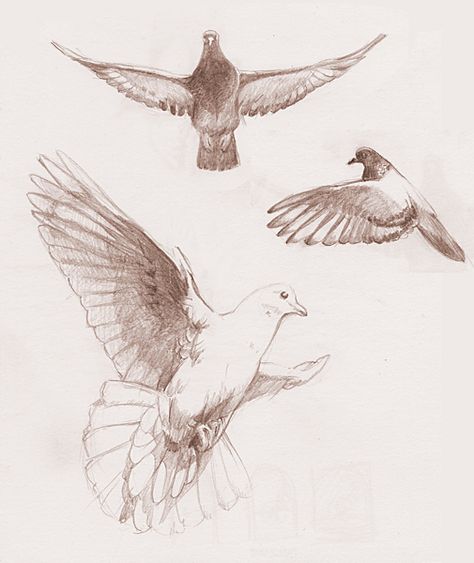 Dove Sketches, Watercolor Birds Tutorial, Sparrow Drawing, Dove Drawing, Pigeon Art, Flying Dove, Fly Drawing, Sparrow Art, Dove Pictures