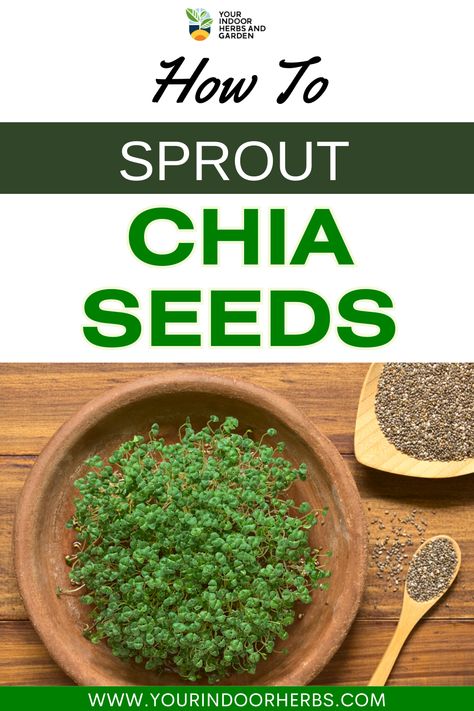 Sprout Chia Seeds, Chia Seed Plant, Sprouting Chia Seeds, Growing Chia Seeds, Chai Seed, Soak Chia Seeds, Indoor Herbs, What Is Healthy Food, Growing Sprouts