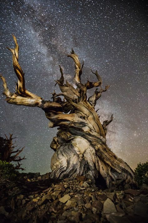 Breathtaking photos of ancient trees against starry skies Art Science Museum, Bristlecone Pine, Ancient Trees, Louisiana Art, Matka Natura, Landscape Inspiration, Baobab Tree, Stars In The Sky, Old Tree