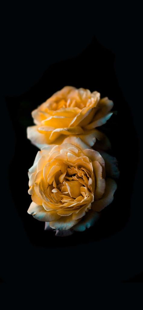 Yellow Rose Wallpaper, Rose Wallpaper Iphone, Black Iphone Wallpapers, Wallpaper Iphone Roses, Iphone Wallpaper Yellow, Gold Wallpaper Iphone, Hd Dark Wallpapers, Photo Png, Cute Minecraft Houses