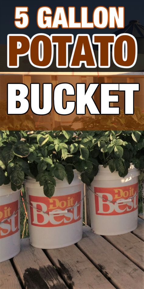 planting potatoes Container Growing Potatoes, Potato Planter Ideas, Potato In Bucket How To Grow, Bucket Gardening Ideas, How To Plant Potatoes In A Bucket, 5 Gallon Bucket Potatoes, Potato Bucket Diy, Bucket Potatoes How To Grow, Planting Potatoes In Buckets