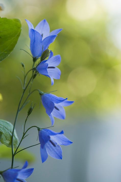 Delicate periwinkle purple harebell flowers are just dangling off slender green stems. Blue Flowers Photography, Harebell Flower, Gouache Florals, Watercolour Reference, Flowers Line Drawing, Black Line Tattoo, Periwinkle Flowers, Deep Winter Colors, Periwinkle Purple