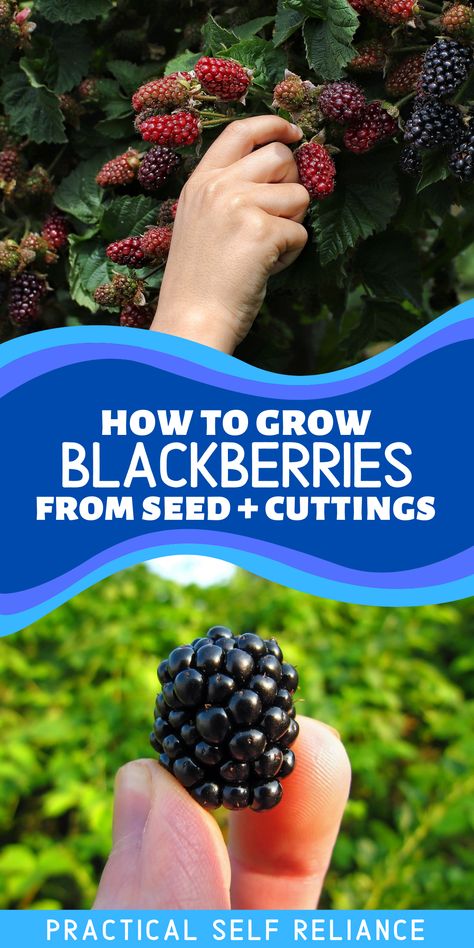 Fresh, ripe blackberries being harvested from a blackberry bush. A hand holding one fresh ripe purple blackberry in summer. Blackberry Plant Care, How To Plant Blackberries, Planting Blackberry Bushes, Growing Blackberries Trellis, Growing Blackberries In Containers, Blackberry Plants How To Grow, Healthy Blackberry Recipes, Blackberry Trellis Ideas, Planting Blackberries