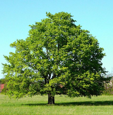 How about a maple tree for summer shade and fall color? Agriculture Pictures, Maple Leaf Tree, 숲 사진, Red Maple Tree, Soul And Spirit, Spring Leaves, Save Trees, Picture Tree, Red Maple