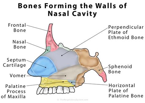 What is nasal cavity definition, what is the function of nasal cavity, role of mucus in nasal cavity, anatomy, structure, nasal cavity bones, labeled diagram Nasal Cavity Anatomy, Anatomy Structure, Palatine Bone, Sphenoid Bone, Nasal Septum, Medicine Notes, Nasal Cavity, Medical School Studying, Speech Pathology