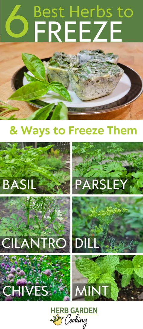 Discover the best herbs for freezing, learn why they are the top choices, and get freezing tips for vibrant flavors year-round. Freezing Garden Vegetables, Freezing Parsley Fresh Herbs, Preserving Herbs From Garden, Canning Herbs, Freeze Rosemary, Meditranian Diet, Freeze Herbs, Freezing Food Guide, Herb Ideas