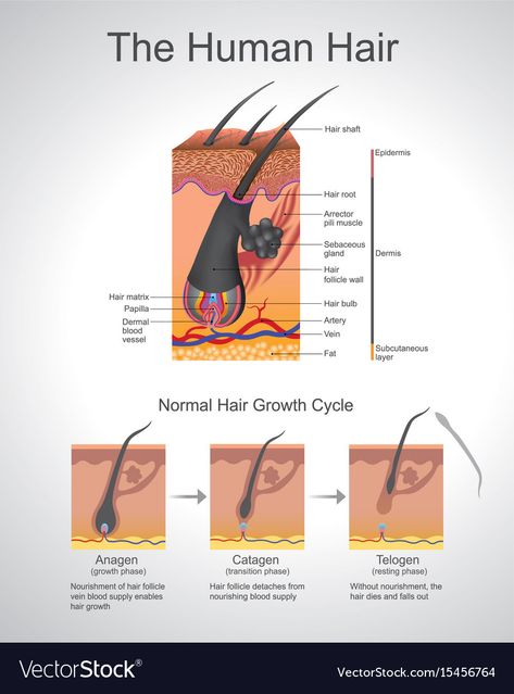 Hair Infographic, Hair Chart, Skin Anatomy, Princess Fantasy, Hair Science, Hair Facts, Stop Hair Breakage, Hairstylist Quotes, Matrix Hair