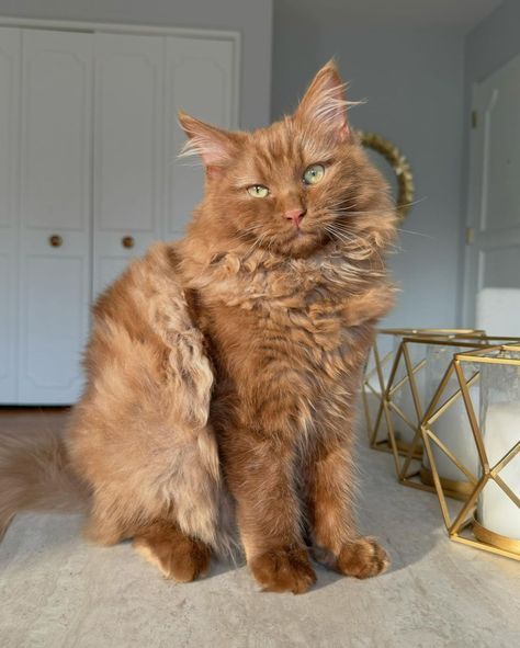 Swipe to see some of Norman’s funny facial expressions. I love this goofy fluffy brown cat 🤎😂 #ragdollcat #browncat #teddybear… | Instagram Blue Point Ragdoll, Ragdoll Cat Colors, Funny Facial Expressions, Funniest Cat, Every Dog Breed, Dream's Cat, Cute Small Animals, Gorgeous Cats, Brown Cat