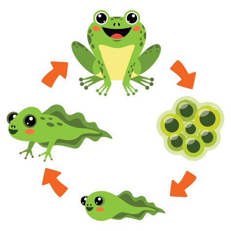 Download the The Life Cycle Of Frog 13481127 royalty-free Vector from Vecteezy for your project and explore over a million other vectors, icons and clipart graphics! Frog Life Cycle Craft, Frog Life Cycle Activities, Frogs Preschool, Frog Template, Acrylic Painting For Kids, Lego Baby, Frog Activities, Life Cycle Craft, Lifecycle Of A Frog