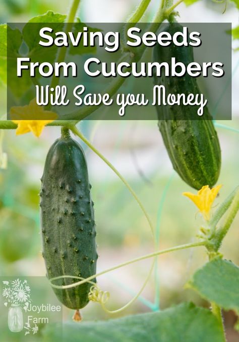 How to save seeds from cucumbers. Saving your own seeds ensures food security and preserves heritage varieties for genetic diversity for future generations. Cucumber seeds will remain viable for up to 3 years if kept dry. Saving Seeds From Vegetables, How To Save Seeds, Genetic Diversity, Save Seeds, Saving Seeds, Farm Diy, Cucumber Seeds, Growing Cucumbers, Fall Vegetables