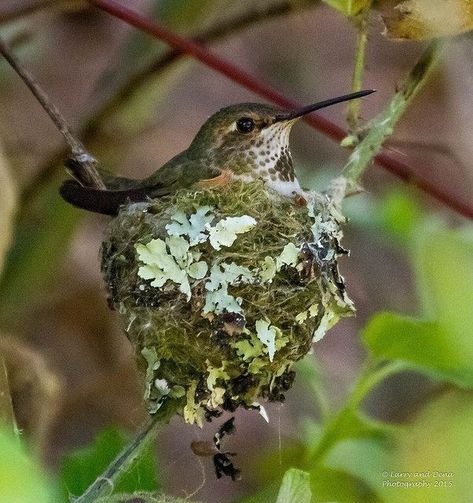 Nest Photography, Backyard Birds Sanctuary, Hummingbird Nests, Hummingbird Nest, Hummingbird Pictures, Garden Bugs, World Birds, Hummingbird Garden, All Birds