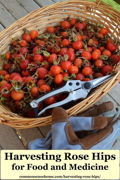 Tips for harvesting rose hips and how to use them. The hips have tiny hairs that can cause irritation if you don't process them correctly, so prep wisely! Rose Hip Jelly, Rosehip Recipes, Rosehip Tea, Wild Food Foraging, Foraging Recipes, Harvesting Herbs, Dried Berries, Rose Hips, Herbal Apothecary