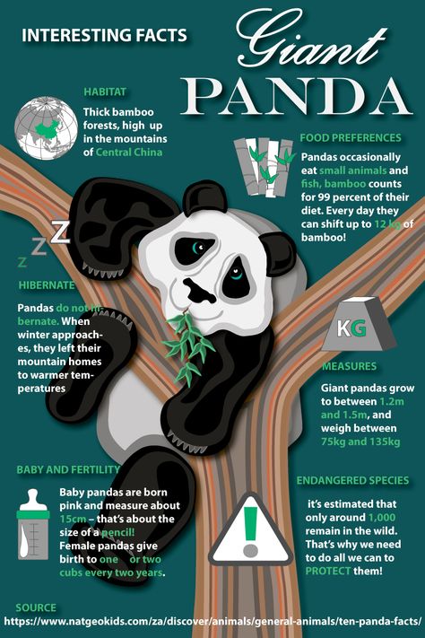 Designed brochure with interesting facts about Giant Pandas using National Geographic Kids article Mammal Poster Board Project, Animal Poster Board Project, Endangered Animals Poster Project, Endangered Animals Infographic, Endangered Animals Poster, Panda Facts For Kids, Fun Fact Design, Endangered Species Project, Endangered Animals Project