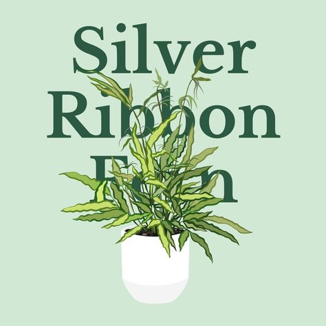 How To Make Your Plants Happy: Silver Ribbon Fern Care Guide – 36vine Fern Care, Ferns Care, Silver Fern, Silver Ribbon, Drought Tolerant Plants, New Growth, Drought Tolerant, Early Spring, How To Make Your