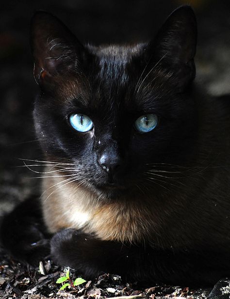 Blue-eyed Gatos Cool, Blue Eyed Baby, Tonkinese, A Black Cat, Domestic Cat, Siamese Cats, Warrior Cats, Cats Meow, The Plan