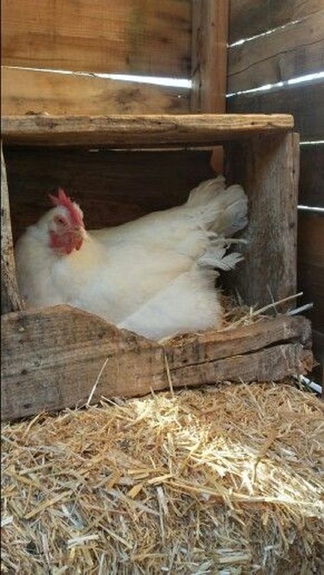 hen at the family farm. Hen Chicken, Chickens And Roosters, Hens And Chicks, Farms Living, Down On The Farm, Chicken Farm, In The Shadows, Country Charm, Raising Chickens