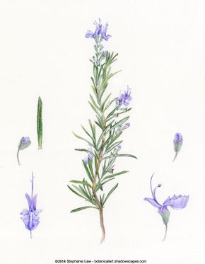 Stephanie Law - Botanical Art Rosemary Rosmarinus officinalis Rosemary Tattoo, Herb Tattoo, Rosemary Flower, Tanaman Sukulen, Flor Tattoo, Stephanie Law, Rosemary Plant, Flowers Illustration, Illustration Botanique