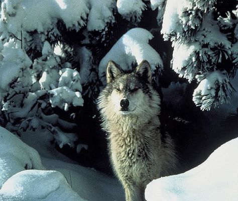 Northern Rocky Mountains wolf (gray wolf) in the snow. “This subspecies generally weighs 70â€“135 pounds (32â€“61 kg), making it one of the largest subspecies of the gray wolf in existence. It is a lighter colored animal than its southern brethren, the Southern Rocky Mountains Wolf's coat has more white & far less black. In general, the subspecies favors lighter colors, with black mixing in among them.” By Tracy Brooks / USFWS (Cropped for detail) via http://www.lovethesepics.com/2012/03/whos-af Coyote Hunting, Wolf Photos, Wolf Wallpaper, Wolf Pictures, Beautiful Wolves, Grey Wolf, A Wolf, Endangered Species, Haiti