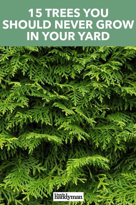 15 Trees You Should Never Grow in Your Yard Planting Cedar Trees, Eastern Red Cedar Tree Landscaping, Garden With Pine Trees, Leland Cypress Landscaping, Leyland Cypress Landscaping, Dawn Redwood Tree, Pine Tree Garden Ideas, Cedar Trees Landscaping, Pine Tree Landscaping Ideas