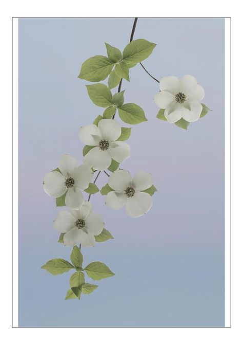 Pacific Dogwood, Gifford Pinchot National Forest, Dogwood Blossoms, Small White Flowers, Woodland Creatures, Glossy Photo Paper, Floral Botanical, National Forest, Washington State