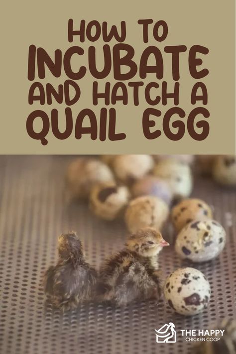 Quail Incubation Chart, Incubating Quail Eggs, Quail Incubator, Celadon Quail, Quail Keeping, Quail Chicks, Quail Pen, Survival Knowledge, Button Quail