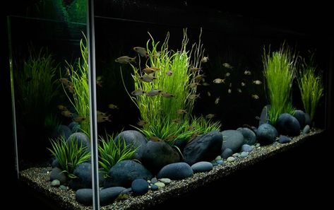 African Cichlid Aquarium, Fish Tank Gravel, Large Fish Tanks, Cichlid Aquarium, Fish Aquarium Decorations, Fish Tank Themes, Cool Fish Tanks, Fish Tank Design, Aquascape Design