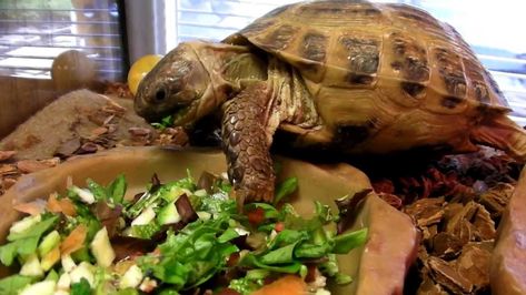 Russian Tortoise Care, Tortoise Eating, Russian Tortoise Diet, Tortoise Food, Russian Tortoise, Tortoise Care, Tortoise Habitat, Sulcata Tortoise, Dart Frogs