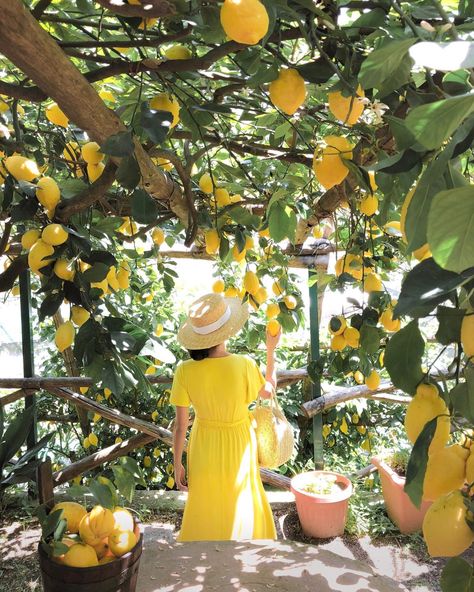 amalfi coast travel guide - lemon grove farm tour in yellow maxi dress Amalfi Coast Travel Guide, Amalfi Coast Travel, Lemon Grove, Farm Tour, Yellow Maxi, Flowers Wallpaper, Lemon Tree, Foto Inspiration, Mellow Yellow