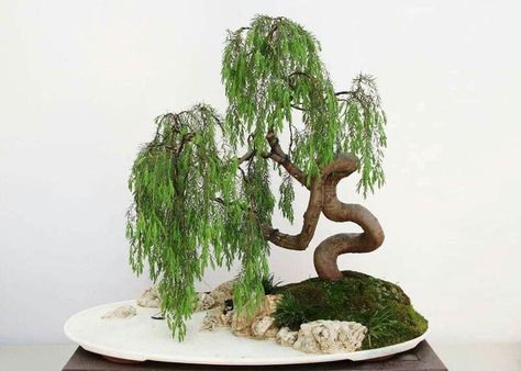 Weeping Bonsai, Korean Lilac, Willow Bonsai, Money Tree Bonsai, Money Tree Plant, Pre Bonsai, Bonsai Tree Care, Indoor Bonsai Tree, Weeping Willow Tree