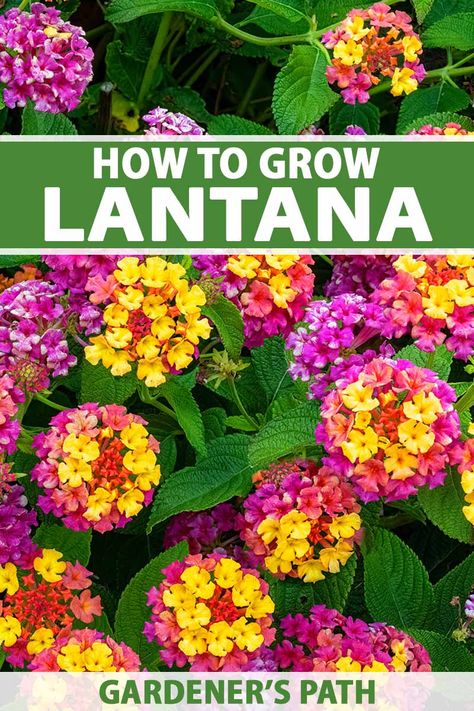 Lantana Bush Shrubs, Lantana Garden Flower Beds, Lantana In Flower Beds, Lantana Planters, Lantana Landscaping Front Yards, Zone 9 Landscaping Texas, Lantana Landscaping, Lantana Flowers In Pots, Perennials For Pots