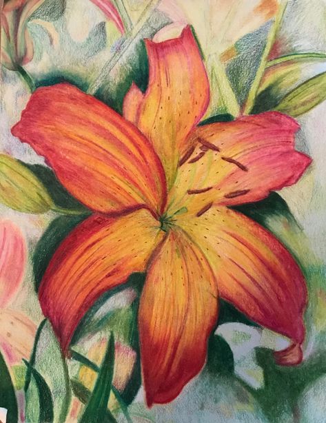 Flower, Lily, Lilies, Drawing, Prismacolor pencils Lily Flower Drawing Color Pencil, Lilies Drawing Simple, Flower Coloured Pencil Drawing, Colored Pencil Art Flowers, Water Colour Pencils Drawings, Painting Of Lilies, Flower Artists Gcse, Lilies Flowers Drawing, Flower Art Reference