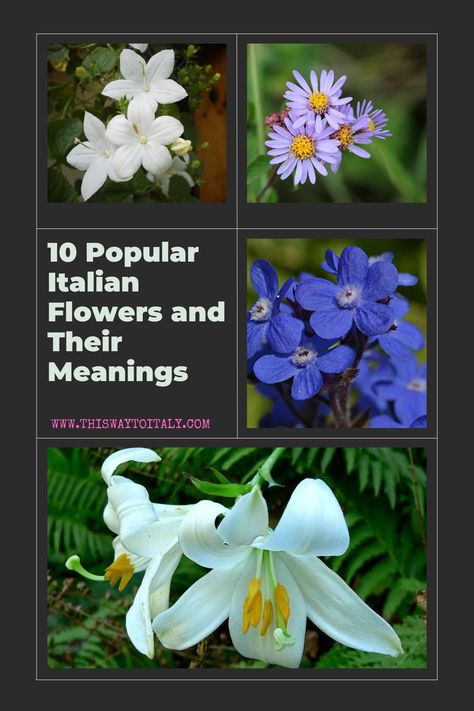 Here are 10 popular flowers of Italy and what they mean in the language of flowers. Italian Flowers Tattoo, Italian Flower Garden, Italian Flower Arrangements, Flowers And Their Meanings, Italy Flowers, Italy In September, Italy Project, Towns In Italy, Italy Tattoo