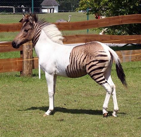 Zebra Cross, Unusual Horse, Rare Horses, Albino Animals, Interesting Animals, Unusual Animals, Rare Animals, Favorite Animals, Pretty Animals