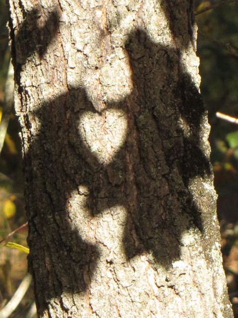 Hearts In Nature Photography, Love Hearts Aesthetic, Picture Of A Heart, February Vibes, Shadow Heart, Hidden Hearts, Leaf Shadow, Heart In Nature, Angel Heart