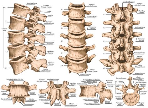 Basic overview article on the lumbar spine (the low back). Learn lumbar spine anatomy so that you can better understand your low back pain. Bone Anatomy Drawing, Human Bone Anatomy, Spine Drawing, Bone Anatomy, Bone Drawing, Human Skeletal System, Skeletal Structure, Human Skeleton Anatomy, Anatomy Bones