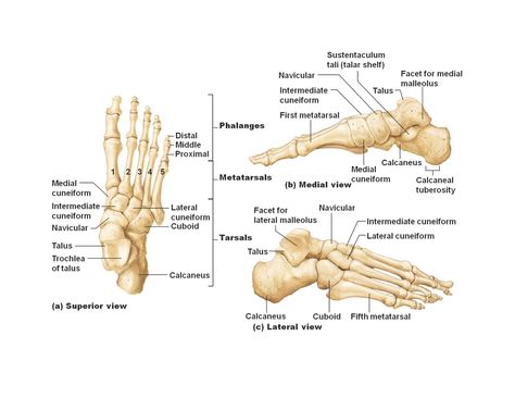 Bones of the Foot Ankle Anatomy, Bone Anatomy, Anatomy Organs, Anatomy Images, Foot Anatomy, Anatomy Bones, Human Body Anatomy, Muscle Anatomy, Human Anatomy And Physiology