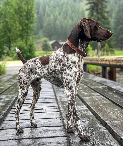 German Shorthaired Pointer Training, Gsp Dogs, Regard Animal, Gsp Puppies, German Shorthaired Pointer Dog, Pointer Puppies, Training Dogs, German Shorthair, Pointer Dog