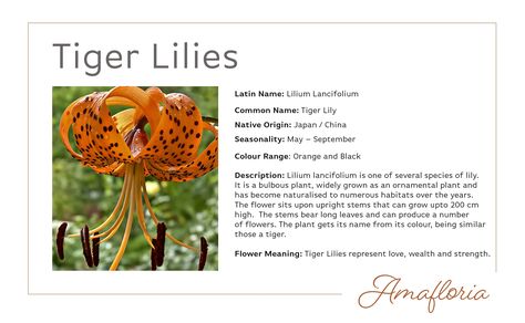 Tiger Lily Meaning, Lily Meaning, Lilium Flower, Types Of Lilies, September Birth Flower, Tiger Lilies, Paint Flowers, Flower Meanings, Flower Inspiration