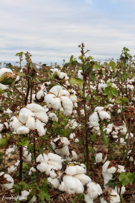 Cotton Plant Aesthetic, Harvesting Aesthetic, Man Of Sorrows, Cotton Farm, Cotton Tree, Happy Autumn, Character Fashion, Cotton Fields, Abstract Face Art