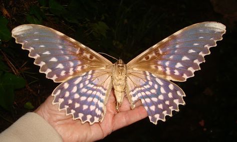 White Witch Moth | Project Noah White Witch Moth, Black Witch Moth, Witch Moth, Moth Species, Photography Tattoo, Moth Wings, Daisy Tattoo, Butterfly Species, Moth Art