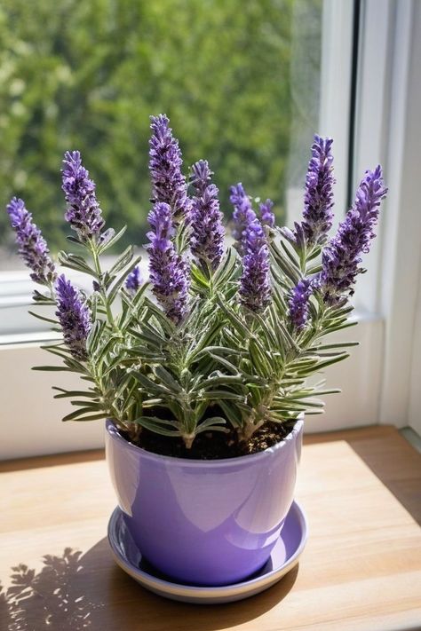 Planting Lavendar, Grow Lavender Indoors, Lavender Plant Indoors, Growing Lavender Indoors, Indoor Lavender Plant, Lavender Indoors, Lavender Hidcote, Grow Lavender, Potted Lavender