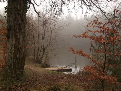 Foggy autumn Foggy Day, Forest Of Dean, Over The Garden Wall, Season Of The Witch, Lake Forest, Dark Academia Aesthetic, Best Seasons, Arte Fantasy, We Fall In Love