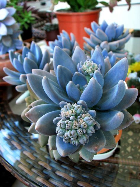 Kaktus Dan Sukulen, Blooming Succulents, Blue Succulents, Succulent Garden Diy, Colorful Succulents, Types Of Succulents, Succulents Decor, Decoration Plante, Succulent Gardening