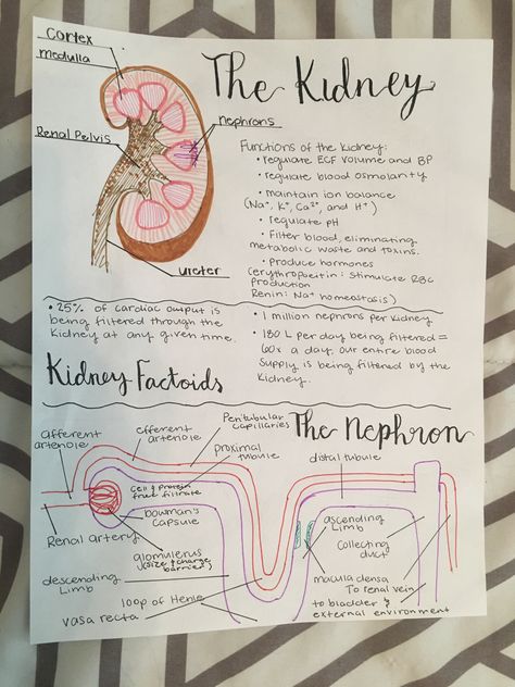 Kidney Physiology Notes, Renal Physiology Notes, Osmoregulation Notes, Kidney Project Ideas, Neurosurgeon Aesthetic Notes, Sonography Student Notes, Liver Notes, Kidney Notes, Urinary System Notes