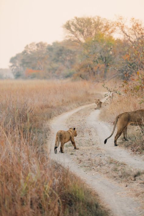 Kafue National Park, Safari Aesthetic, Zambia Safari, Botswana Travel, Luxury African Safari, Botswana Safari, On Safari, Austria Travel, Exotic Animals