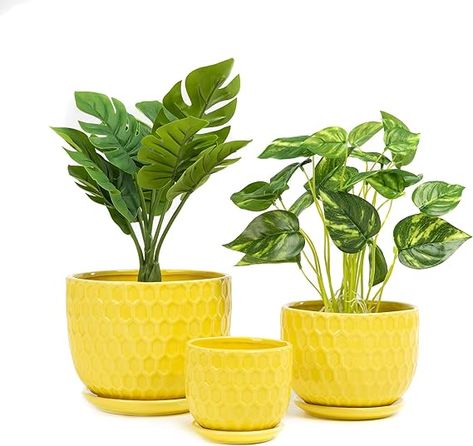 Amazon.com: Nattol Yellow Ceramic Flower Pots with Saucers, Modern Round Ceramic Succulent Plant Pots with Honeycomb Inspired Texture Design, Small to Medium Sized, Set of 3 : Patio, Lawn & Garden Yellow Planter, Ceramic Succulent, Drainage System, Yellow Ceramics, Pot Set, Ceramic Flower Pots, Modern Planters, Small Planter, Ceramic Flower