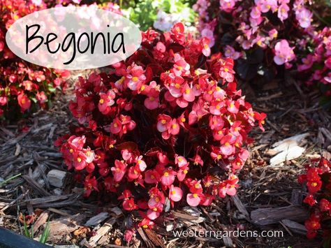 Wax Begonias, Shade Loving Flowers, Tuberous Begonia, Best Perennials, Gothic Garden, Hanging Flower Baskets, Overwintering, Smart Garden, Garden Guide